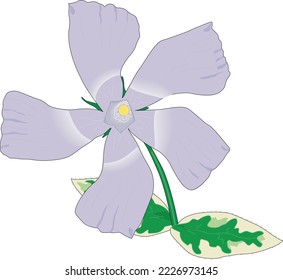 Greater Periwinkle Flower Vector Illustration