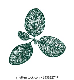 Greater Plantain or fleaworts (Plantago major) plant, woodcut style design, hand drawn doodle, sketch in pop art style, isolated vector illustration
