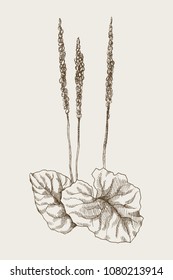 Greater Plantain or Plantago major. Vintage botanical engraved illustration. Vector design