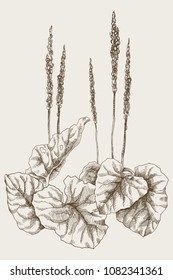 Greater Plantain or Plantago major. Vintage botanical engraved illustration. Vector design