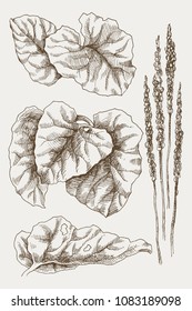 Greater Plantain or Plantago major. Vintage botanical engraved illustration. Vector design