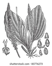 Greater Plantain or Plantago major, vintage engraved illustration, showing flower (left and center) and seeds (right). Trousset encyclopedia (1886 - 1891).