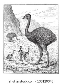 Greater Rhea or Rhea americana, showing adult bird and hatchlings, vintage engraved illustration. Dictionary of Words and Things - Larive and Fleury - 1895