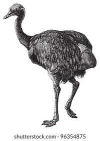 Greater Rhea (Rhea americana) / vintage illustration from Meyers Konversations-Lexikon 1897