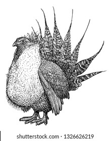 Greater Sage Grouse illustration, drawing, engraving, ink, line art, vector