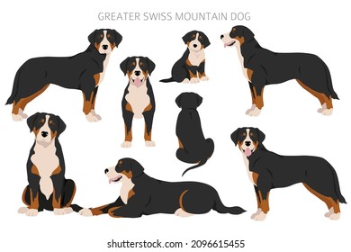 Greater Swiss mountain dog clipart. Different poses, coat colors set.  Vector illustration