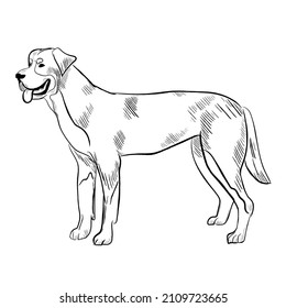 Greater Swiss Mountain dog isolated on white background. Hand drawn dog breed vector sketch.