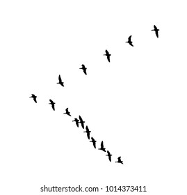 Greater white-fronted goose wedge in flight. Vector silhouette a flock of birds