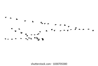 Greater white-fronted goose wedge in flight. Vector silhouette a flock of birds