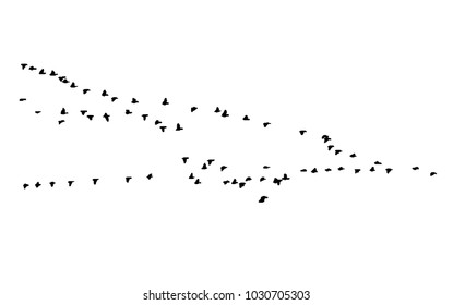 Greater white-fronted goose wedge in flight. Vector silhouette a flock of birds