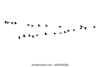 Greater white-fronted goose wedge in flight. Vector silhouette a flock of birds