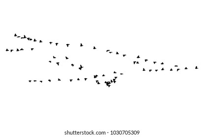 Greater white-fronted goose wedge in flight. Vector silhouette a flock of birds