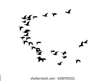 Greater white-fronted goose wedge in flight. Vector silhouette a flock of birds