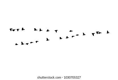 Greater white-fronted goose wedge in flight. Vector silhouette a flock of birds