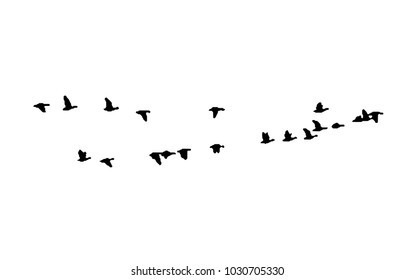 Greater white-fronted goose wedge in flight. Vector silhouette a flock of birds