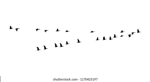 Greater white-fronted goose wedge in flight. Vector silhouette a flock of birds