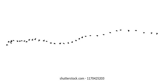 Greater white-fronted goose wedge in flight. Vector silhouette a flock of birds