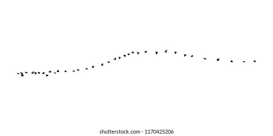 Greater white-fronted goose wedge in flight. Vector silhouette a flock of birds