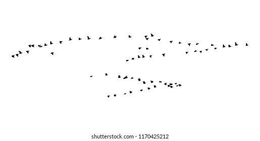 Greater white-fronted goose wedge in flight. Vector silhouette a flock of birds