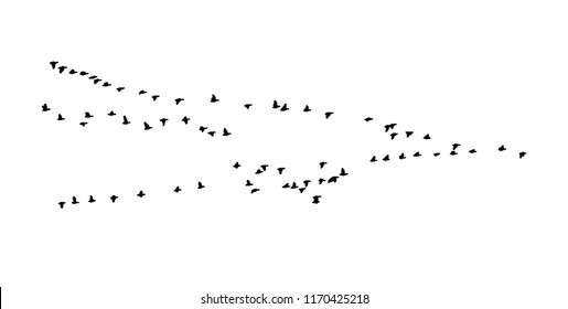 Greater white-fronted goose wedge in flight. Vector silhouette a flock of birds