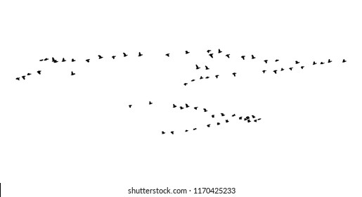 Greater white-fronted goose wedge in flight. Vector silhouette a flock of birds