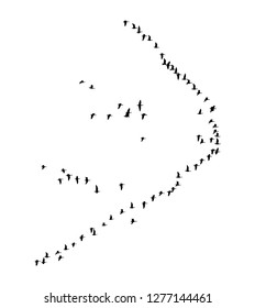 Greater white-fronted goose wedge in flight. Vector silhouette a flock of birds