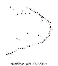 Greater white-fronted goose wedge in flight. Vector silhouette a flock of birds