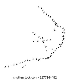 Greater white-fronted goose wedge in flight. Vector silhouette a flock of birds