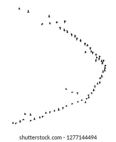 Greater white-fronted goose wedge in flight. Vector silhouette a flock of birds