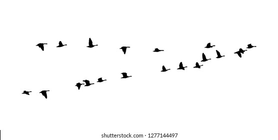 Greater white-fronted goose wedge in flight. Vector silhouette a flock of birds