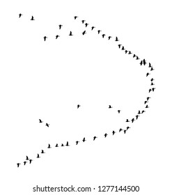 Greater white-fronted goose wedge in flight. Vector silhouette a flock of birds