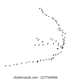 Greater white-fronted goose wedge in flight. Vector silhouette a flock of birds