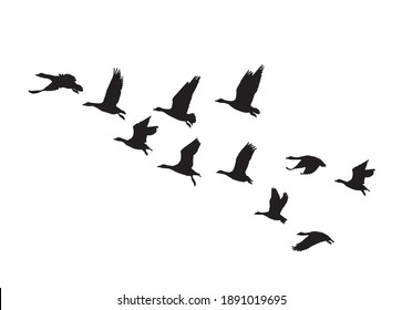 Greater white-fronted goose wedge in flight. Vector silhouette a flock of birds