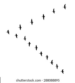 Greater white-fronted goose wedge in flight silhouettes