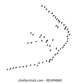 Greater white-fronted goose wedge in flight. Vector silhouette a flock of birds