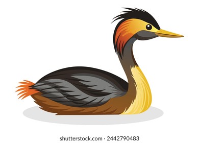 Grebe Bird vector illustration on white background