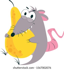 
greedy gray rat nibbling a big yellow ripe pear on isolated white background