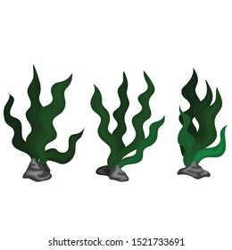 Greeen Vector Of sea Weed