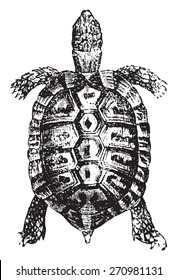 Greek tortoise or spur-thighed tortoise, vintage engraved illustration. Natural History of Animals, 1880.
