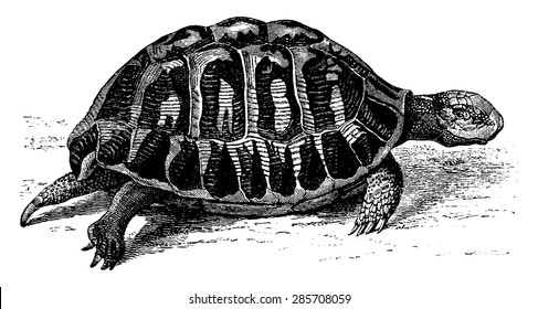 Greek tortoise, vintage engraved illustration. From La Vie dans la nature, 1890.