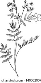 Greek valerian is a common name for several plants. It grows 50 centimeters (20 in) tall, with pinnate leaves up to 20 centimeters (8 in) long with 5-13 leaflets, vintage line drawing or engraving