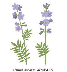 Flores valerianas griegas, flores de la escalera de Jacob, vectores dibujando plantas silvestres de fondo blanco, caerúleo polémico, elementos florales, ilustración botánica dibujada a mano