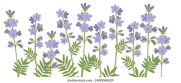 Flores valerianas griegas, flores de la escalera de Jacob, vectores dibujando plantas silvestres de fondo blanco, caerúleo polémico, borde floral, ilustración botánica dibujada a mano