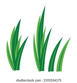 greem pandan leaves vector design