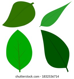 Green abstract leaf natural set on white background. Vector illustration.