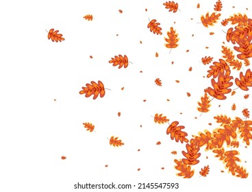 Green Acorn Background White Vector. Leaf Drawn Set. Gold Plant. Floral Texture. Golden Oak Natural.
