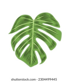 Green Adam's Rib Leaf. Beautiful Monstera leaf with hatch lines. Vector Illustration isolated on white background.
