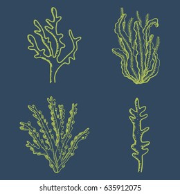 Green algae and corals. Vector hand drawings