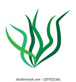 Green algae isolated illustration on white background