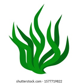 Green algae isolated illustration on white background